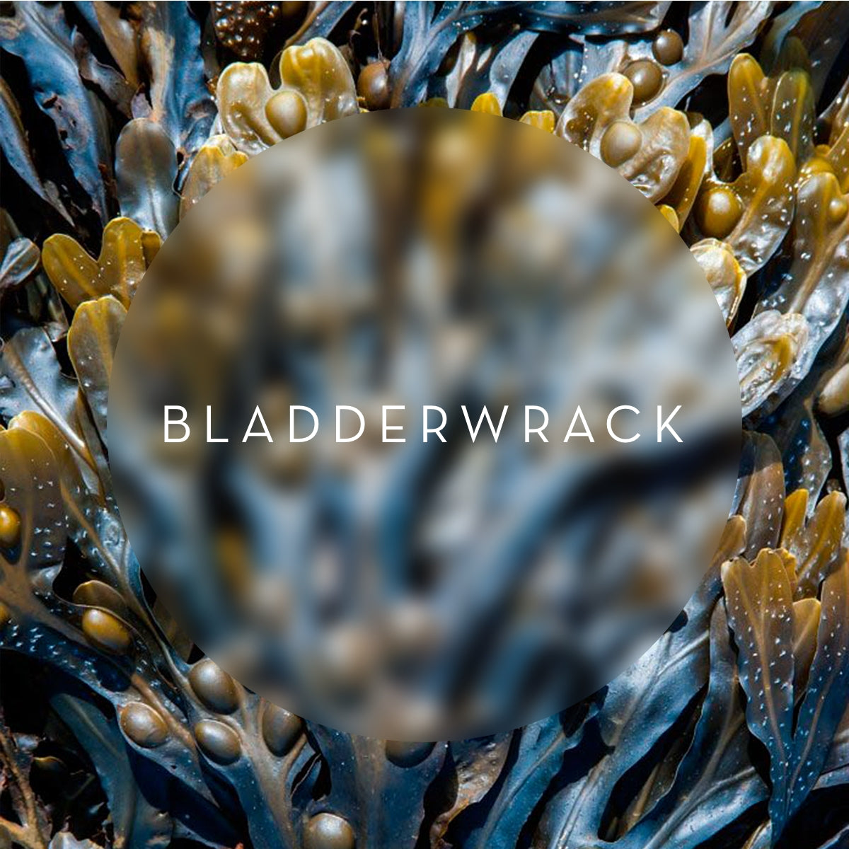 What Makes Bladderwrack So Good For Your Skin