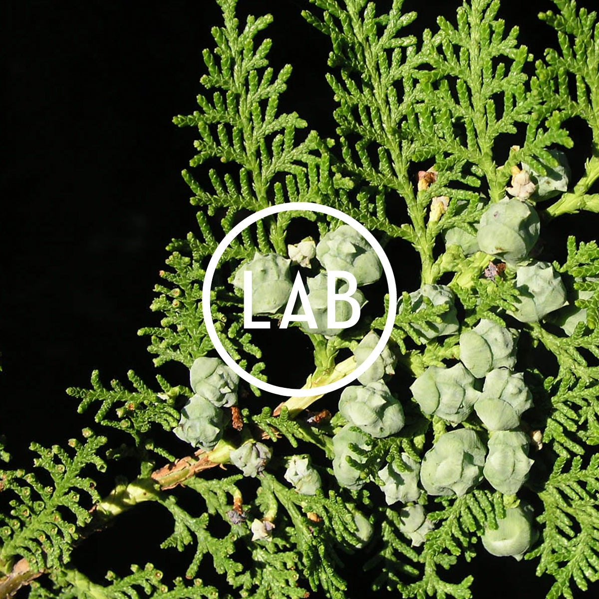 Oriental Arbor-vitae image