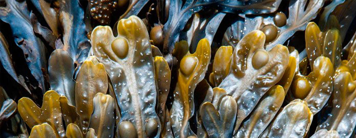 Bladderwrack Extract for Skin